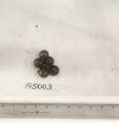 Click for 1 image(s) for this accession. FRUIT